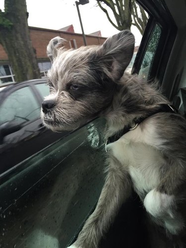 unconventional looking dog in a car