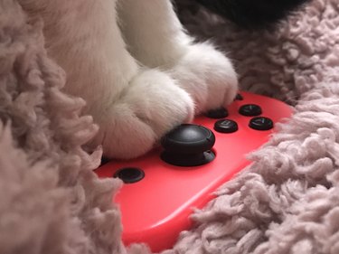 Cat and game pad.