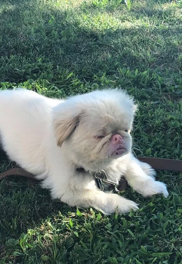 puppy that looks like Falkor from The Neverending Story