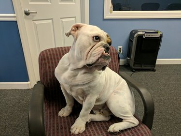 Bulldog with unusually flat face