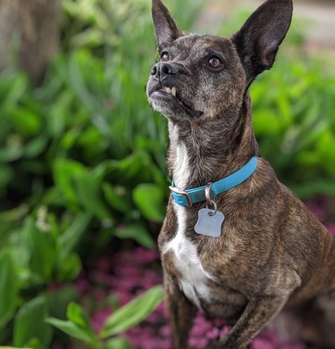 unconventional looking dog