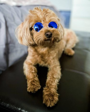 dog in blue reflective sunglasses