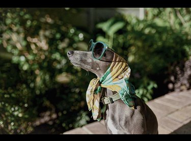 dog in scarf and green sunglasses