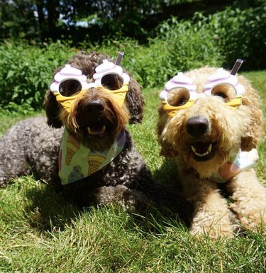 two dogs in ice cream shaped sunglasses