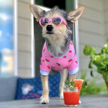 dog in pink heart shaped sunglasses