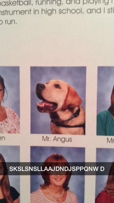 24 dogs winning all the yearbook awards and superlatives