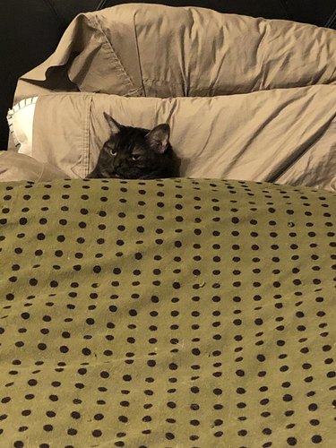 mean cat steals woman's side of bed