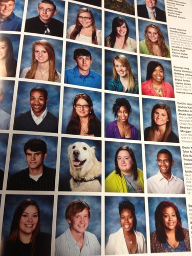 24 dogs winning all the yearbook awards and superlatives