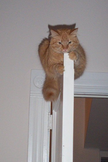 mean cat on top of door refuses help