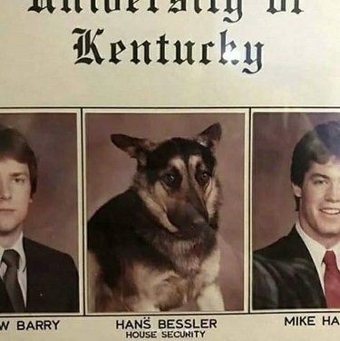 24 dogs winning all the yearbook awards and superlatives