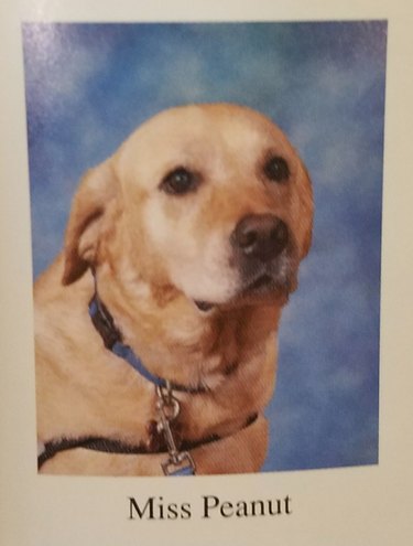 24 dogs winning all the yearbook awards and superlatives