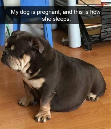 Pregnant dog sleeping sitting up because her belly is so big!