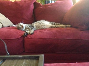 Cute pregnant cat alseep on couch
