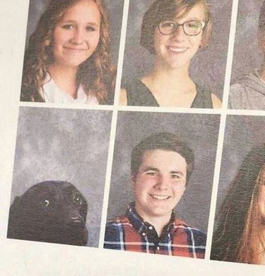 24 dogs winning all the yearbook awards and superlatives