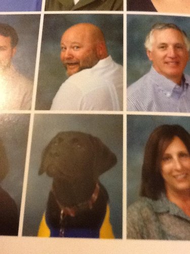 24 dogs winning all the yearbook awards and superlatives