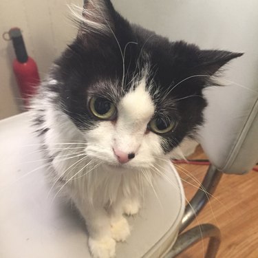 small cat terrifies vet techs