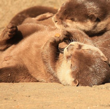 otter lying in the sun with a piece of food