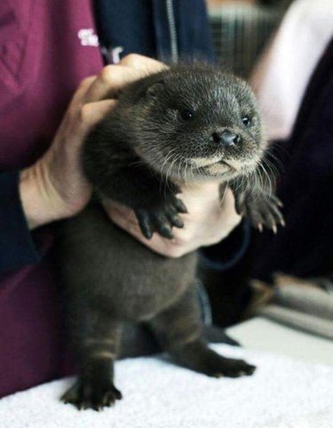 otter pup with a chubby tummy