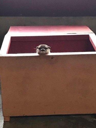 otter poking its head out of a box