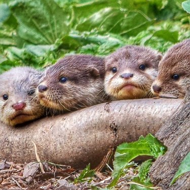 four otter pups in a row