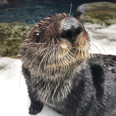 otter with lots of whiskers