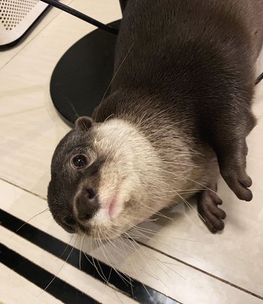 otter looking innocent