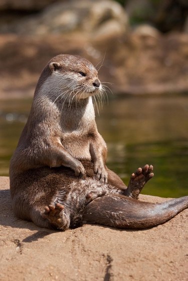 otter sitting on a rock