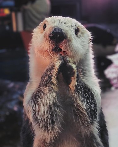 otter with its paws in a begging position