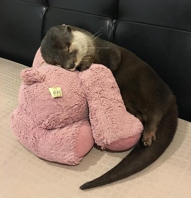 otter pup sleeping with a stuffed animal