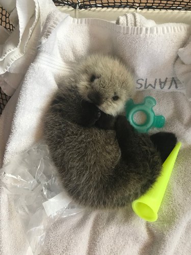 very fluffy otter pup