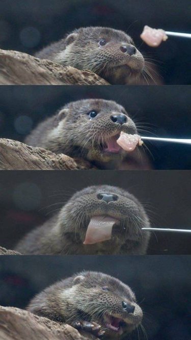 otter being fed a piece of fish
