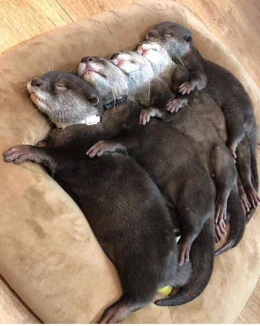 five otters sleeping in a row