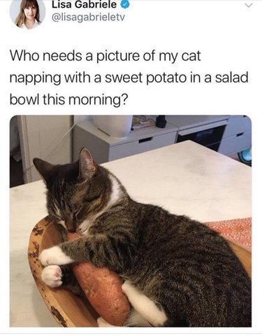 Cat napping in salad bowl with sweet potato