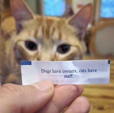 Fortune cookie paper reading "Dogs have owners, cats have staff."