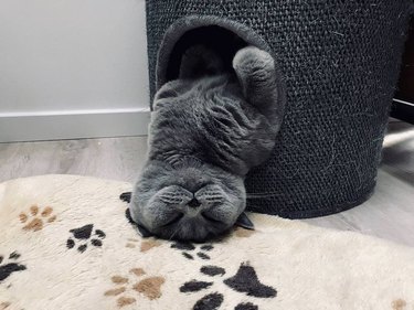 Cat drooping out of cat cave
