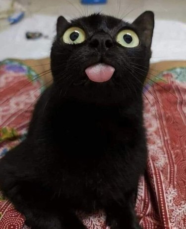 Cat with its tongue out