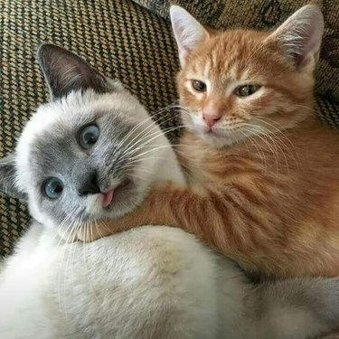 Kitten choking other kitten