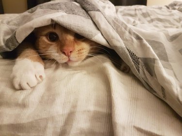 cat loves sleeping under comforter