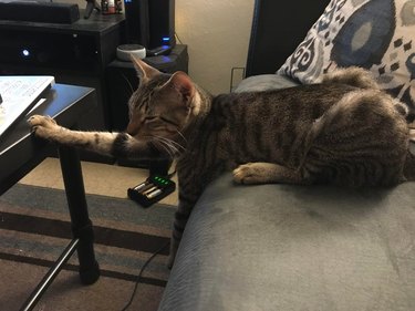 Cat touching coffee table with one paw