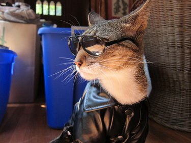Cat wearing leather jacket and sunglasses