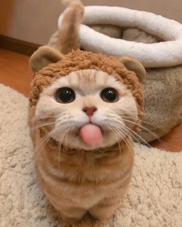 Cat in teddy bear costume sticking out tongue