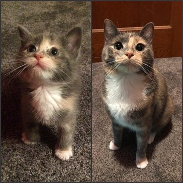 Side by side photos of cat as a kitten and as an adult.