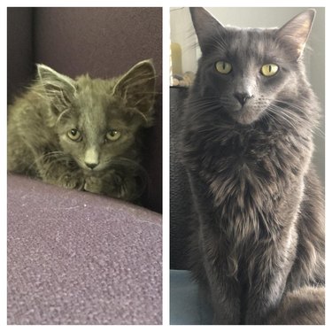 Side by side photos of cat as a kitten and as an adult.