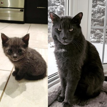 Side by side photos of cat as a kitten and as an adult.