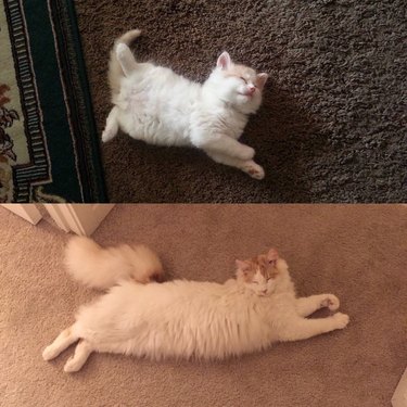 Side by side photos of cat as a kitten and as an adult.