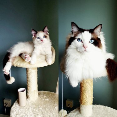 Side by side photos of cat as a kitten and as an adult.