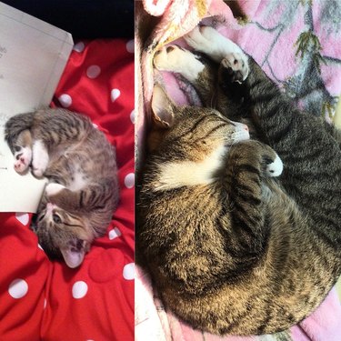 Side by side photos of cat as a kitten and as an adult.