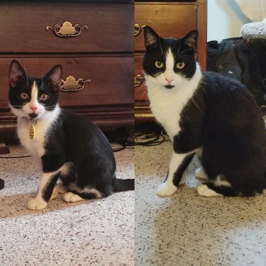 Side by side photos of cat as a kitten and as an adult.