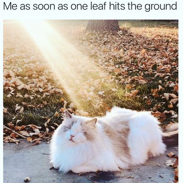 Cat in a sunbeam in fall