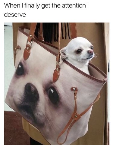 Dog in handbag that has a picture of the dog!